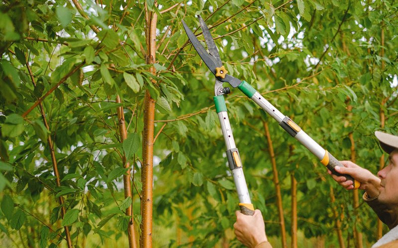 Tree trimming in Lenzburg, IL