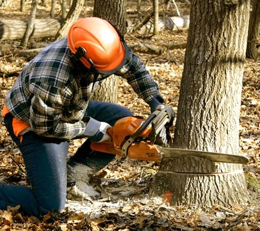 Tree Removal in Lenzburg, IL